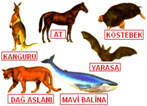 Hayvanlar Alemi Üzerine: Kuşlar ve Memeli Perspektifi